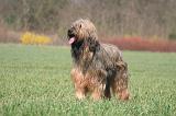 BRIARD 117